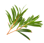 ArthroMD plus with Tea Tree Oil anti-inflammatory