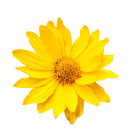 ArthroMD+ with Arnica Oil for joint support